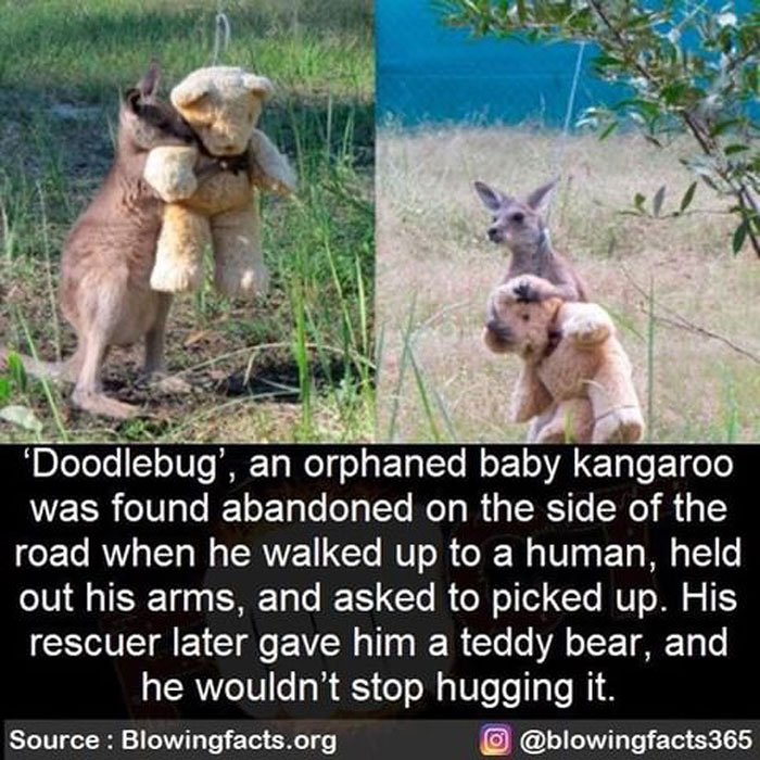 Kangaroo And A Teddy Bear