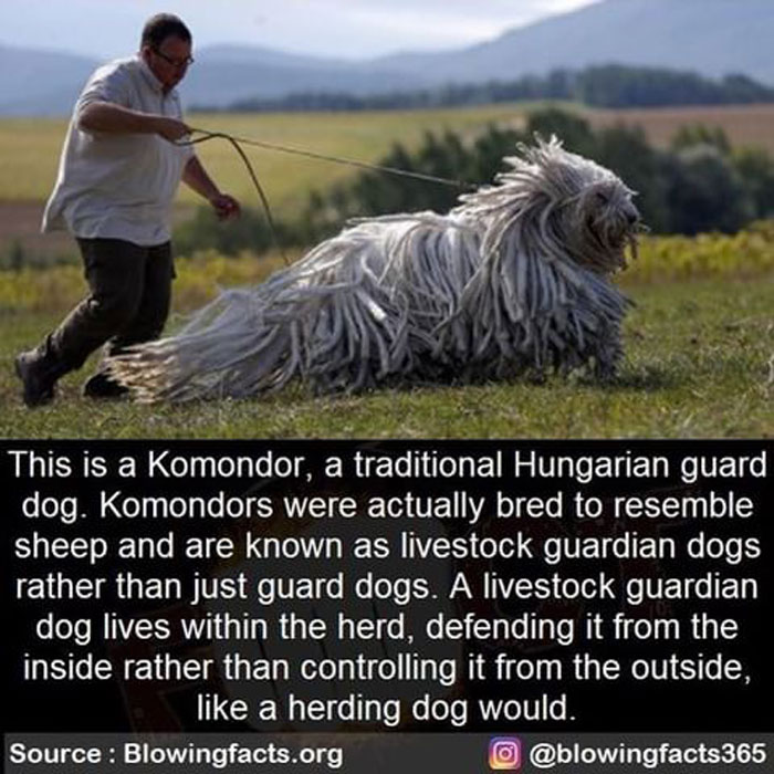 Hungarian Guard Dog