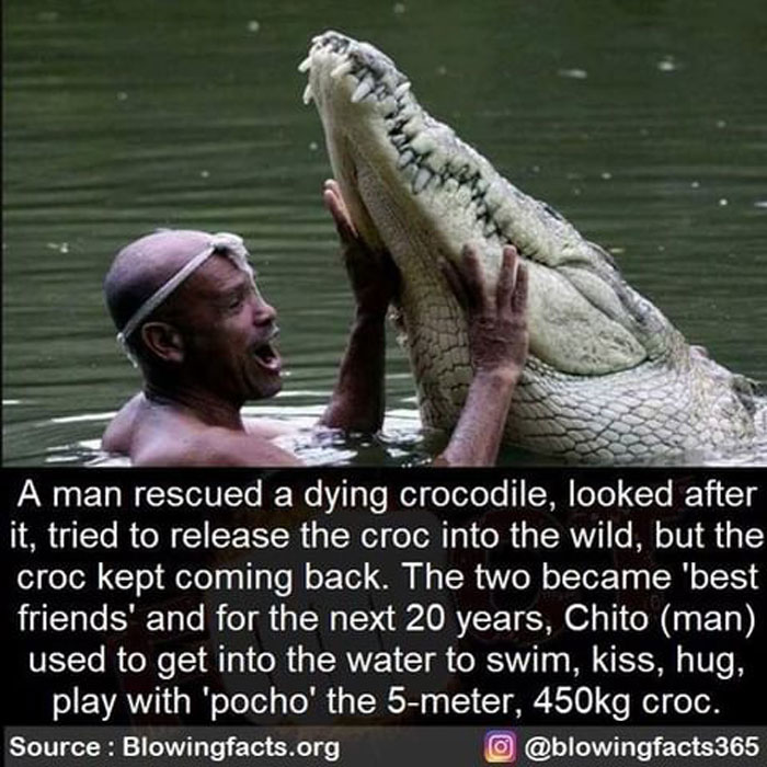 Taking Care Of A Crocodile