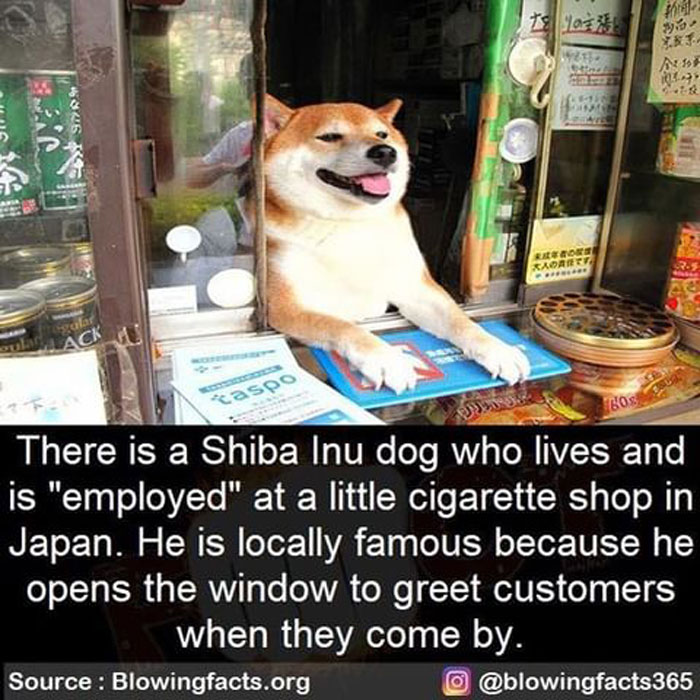 Employed Shiba Inu