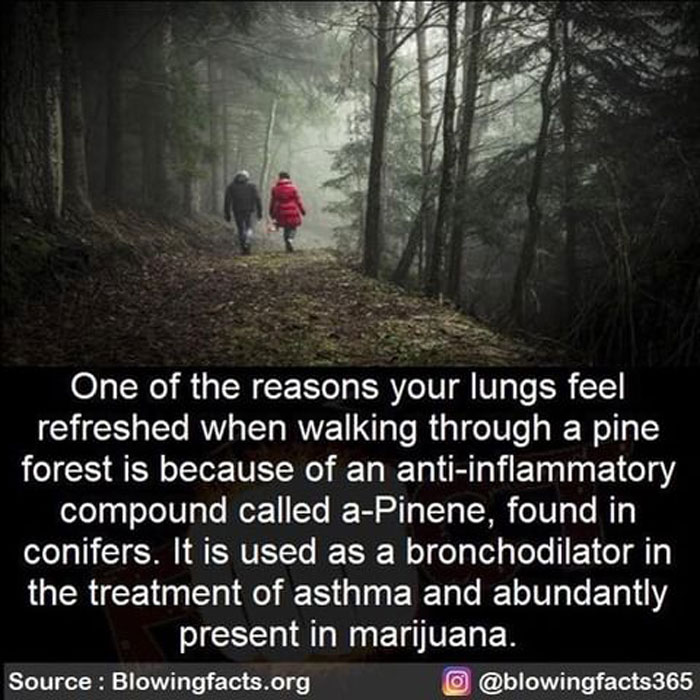 Compound In Conifers