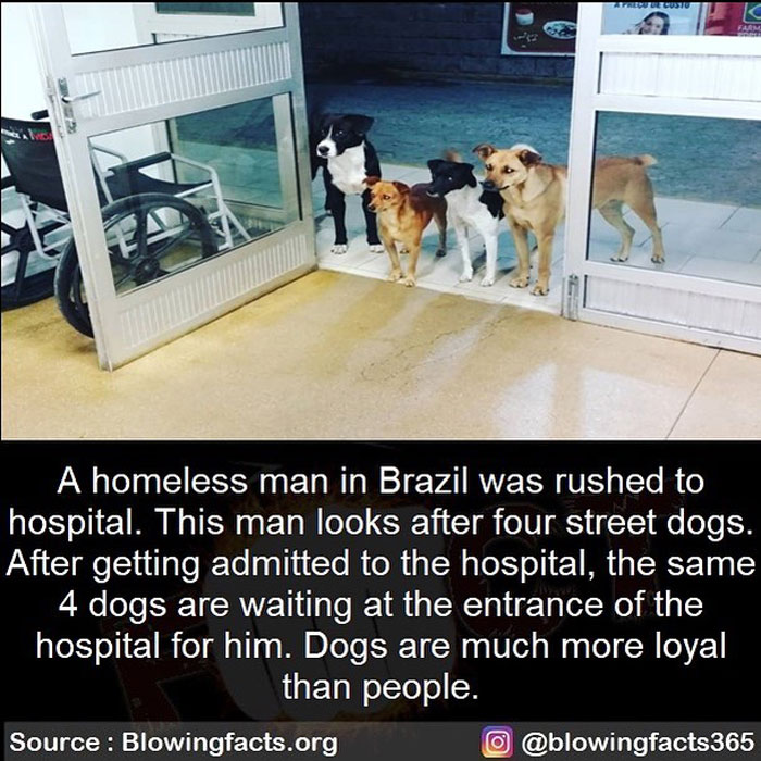 The Loyalty Of Dogs