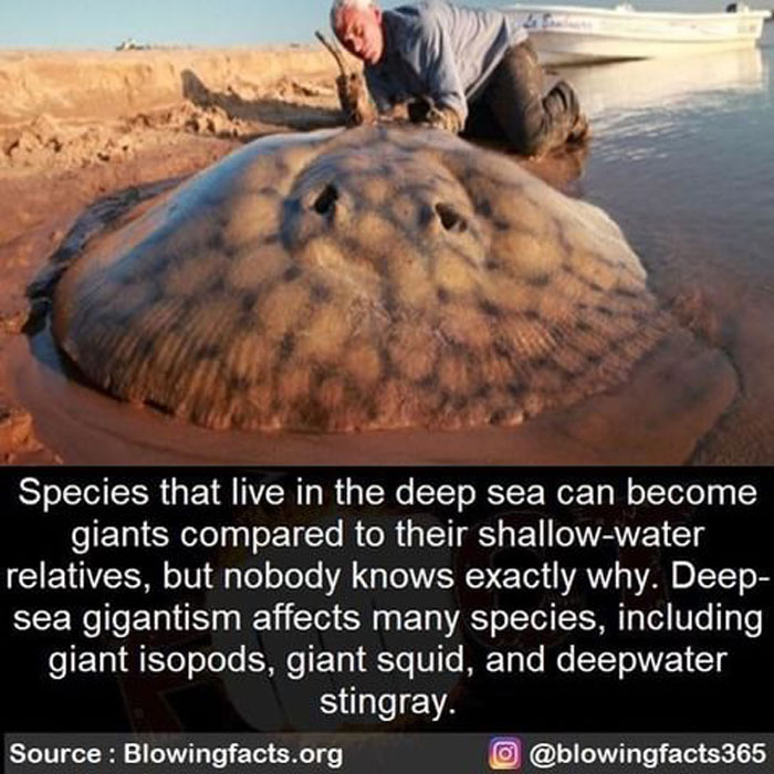 Deep-Sea Gigantism