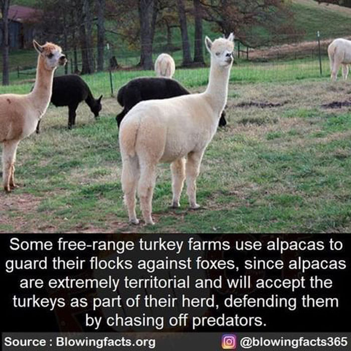 Alpacas And Turkeys