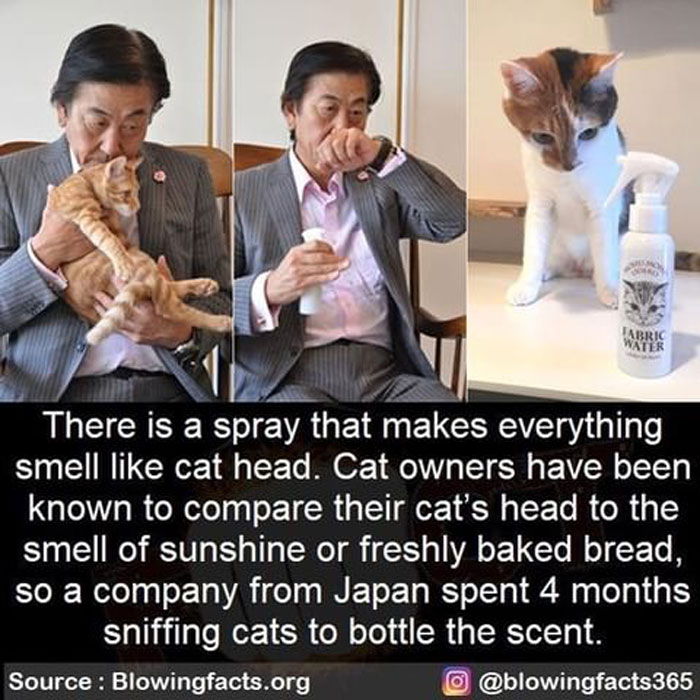 Smell Of Cat Heads