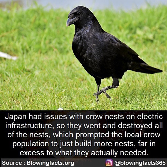 Crow Nests