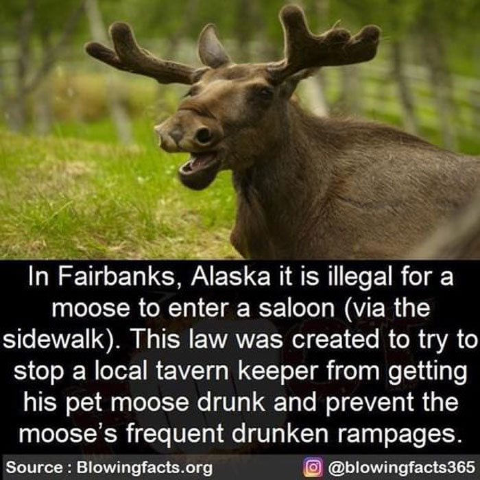 Drunk Moose