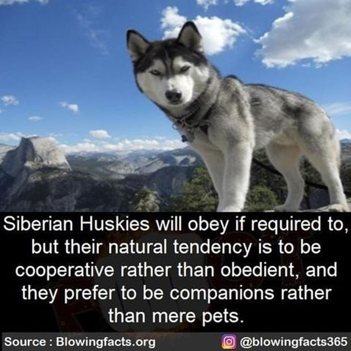 Siberian Huskeys