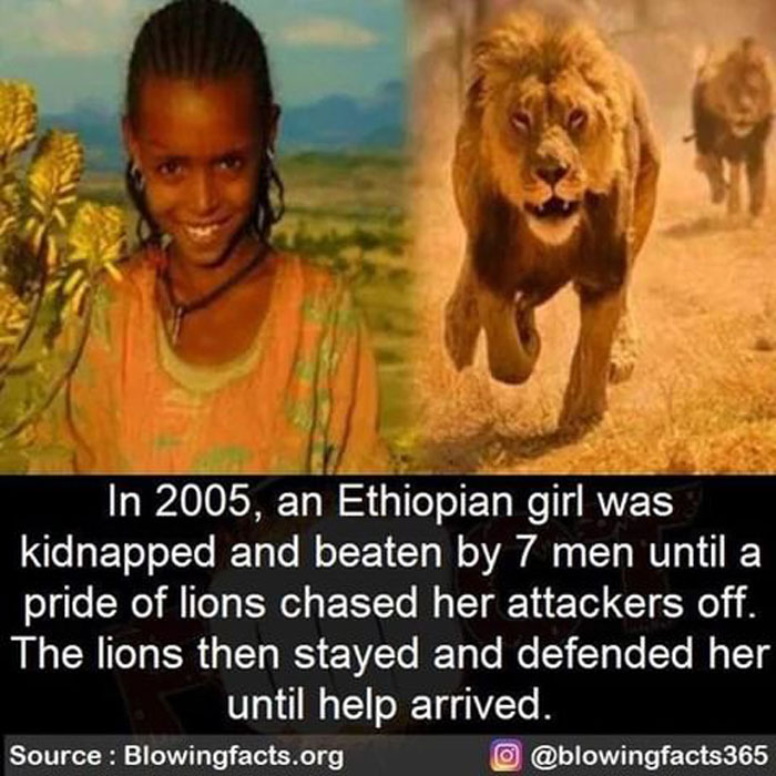 Lions Save A Girl