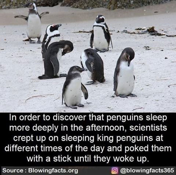 Sleeping King Penguins