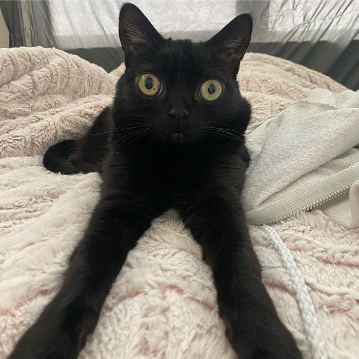 Black Cat With Huge Eyes And Paws Named Mayor Of Town Called Hell