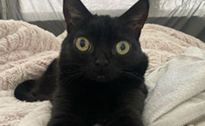 Black Cat With Huge Eyes And Paws Named Mayor Of Town Called Hell