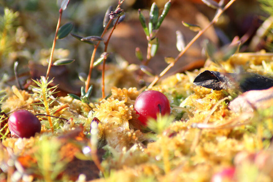 My Nature Photos From Finland (12 Pics)