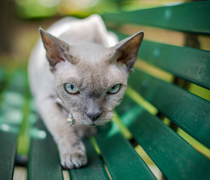 ‘Klepto Cat’ Steals So Many Items From Neighbors, The Family Had To Set Up A Reclamation Shelf ‘Klepto Cat’ Steals So Many Items From Neighbors, The Family Had To Set Up A Reclamation Shelf