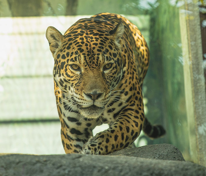 ‘Klepto Cat’ Steals So Many Items From Neighbors, The Family Had To Set Up A Reclamation Shelf ‘Klepto Cat’ Steals So Many Items From Neighbors, The Family Had To Set Up A Reclamation Shelf