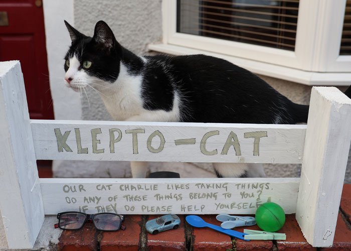 ‘Klepto Cat’ Steals So Many Items From Neighbors, The Family Had To Set Up A Reclamation Shelf