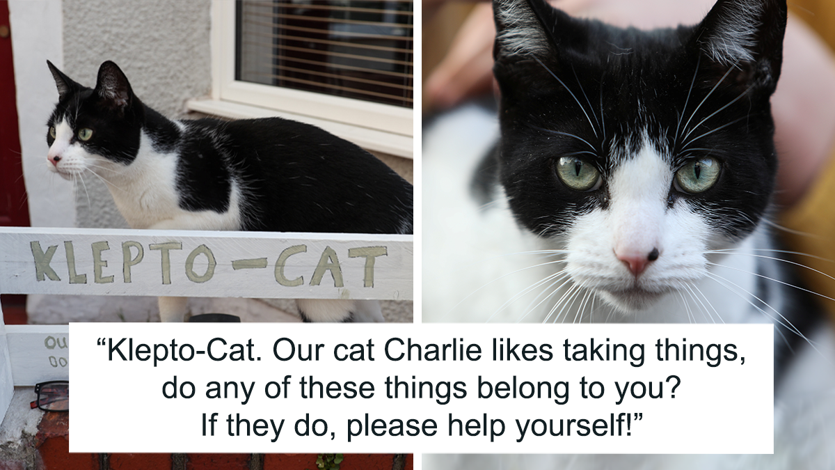 ‘Klepto Cat’ Steals So Many Items From Neighbors, The Family Had To Set Up A Reclamation Shelf