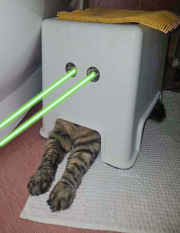 laser-cat-624da4977856a-png.jpg