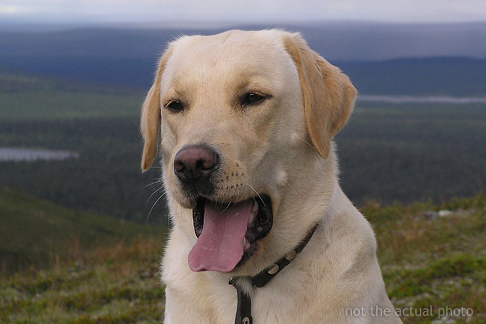 Man Gets Furious After Fiancée’s Carelessness Gets His Dog Sick, Cancels The Wedding