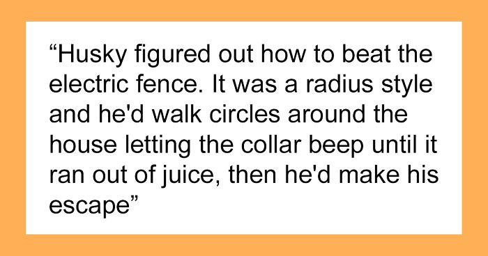 30 Times Pets Surprised Their Owners By Showing Just How Intelligent They Can Be