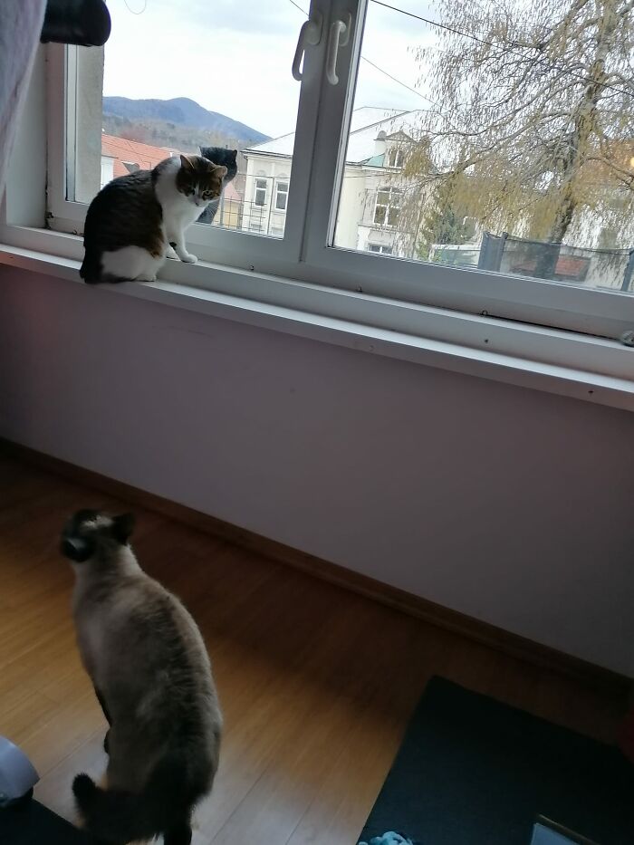 3 Cats. I Lifted The Black One Outside. I Only Have 1 Cat. Both Notmacats Love My Cat But Hate Each Other. Mines The Tailess Girl Sitting Between The Boys. My Cat Just Decided To Live In Our House Almost 2 Years Ago And Became Our Cat