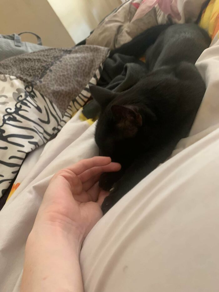 I’m Trying To Nap But Big Cat Came And Insisted I Feed Himb Then Himb Came Up On The Bed And Put Himbs Little Paw In My Hand. So Sweet
