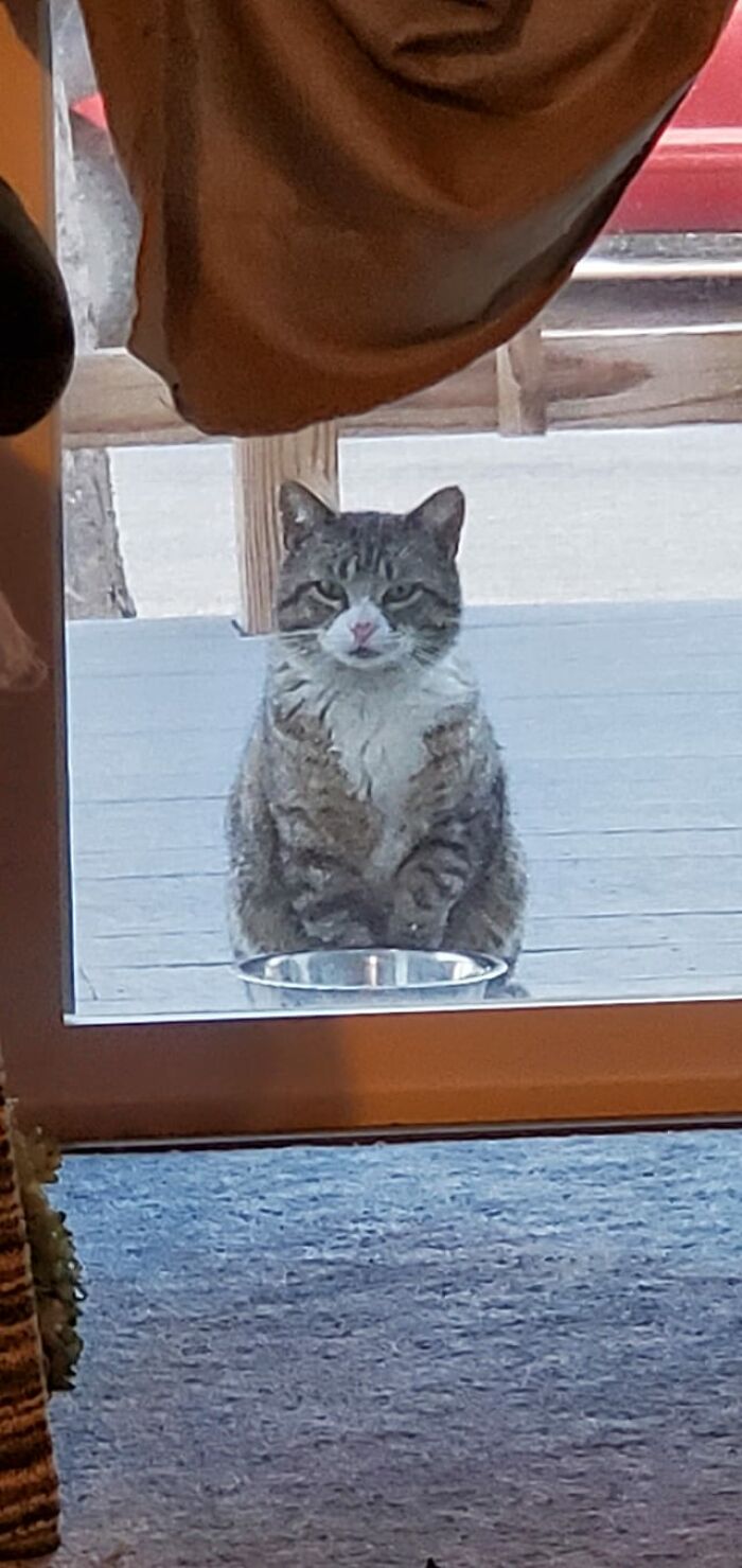 Please Enjoy This Crummy Picture Of Charlie The Neighbor Cat Waiting Politely Outside My Patio Door For His Supper