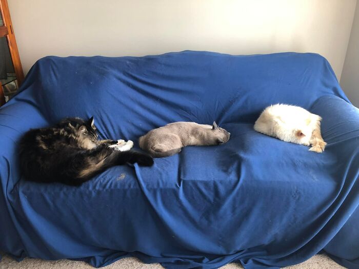 My Couch, Not My Cat In The Middle