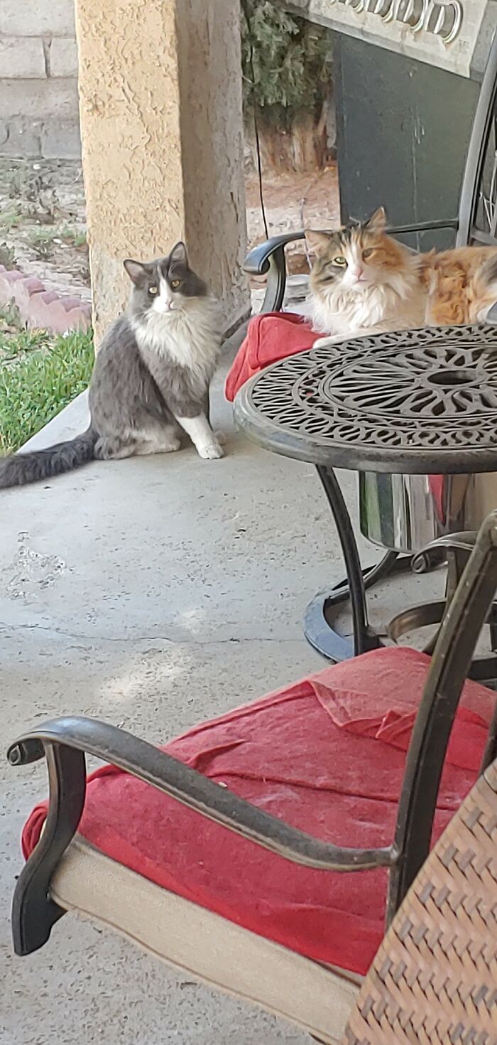 I Finally Have A Cat To Post!! The Calico Is Mine, But She Has A Guest Over For The Afternoon. He Won't Let Me Get Close