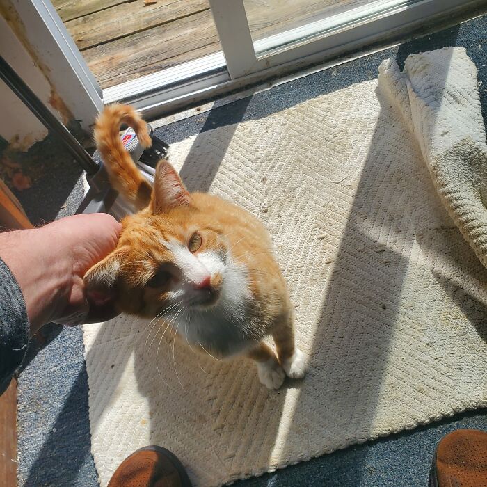 Mystery Kitty Came Back ... Demanded I Do Pets! ... Guys I Think This Is My Cat Now