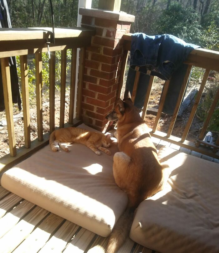 My Porch, One Of My Dogs...not My Cat