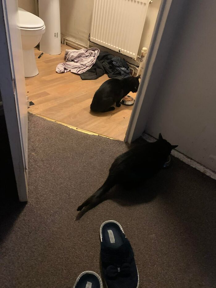Please Excuse The Mess In The En-Suite, I’m Having A Bad Week!! Neither Of These Voids Eating Are Mine