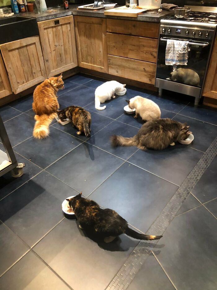 Dinner Time ! My Kitchen , My Five Cats, One Not My Cat . My Cat Number 6 Isn’t On The Photo