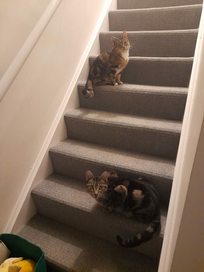 My House, My Stairs, I Don't Own A Cat!