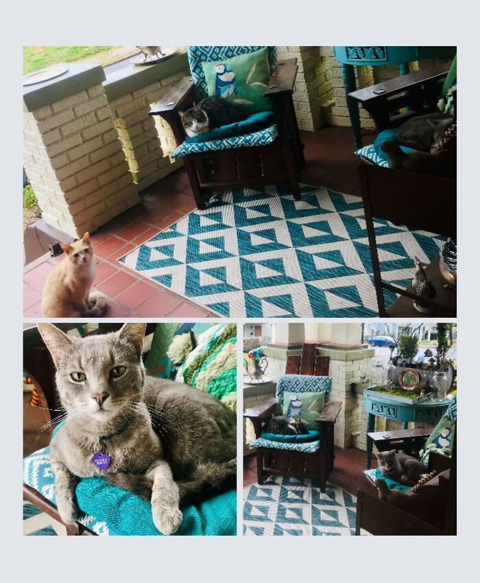 Looks Like Mhnmc Toby Has Been Inviting The Other Neighborhood Cats Over To Hang Out On The Porch. The Grey Kitty Is Jerry And The Orange (3-Legged) Kitty Is Fivel. My Three Are Taking Turns Watching Them Through The Window