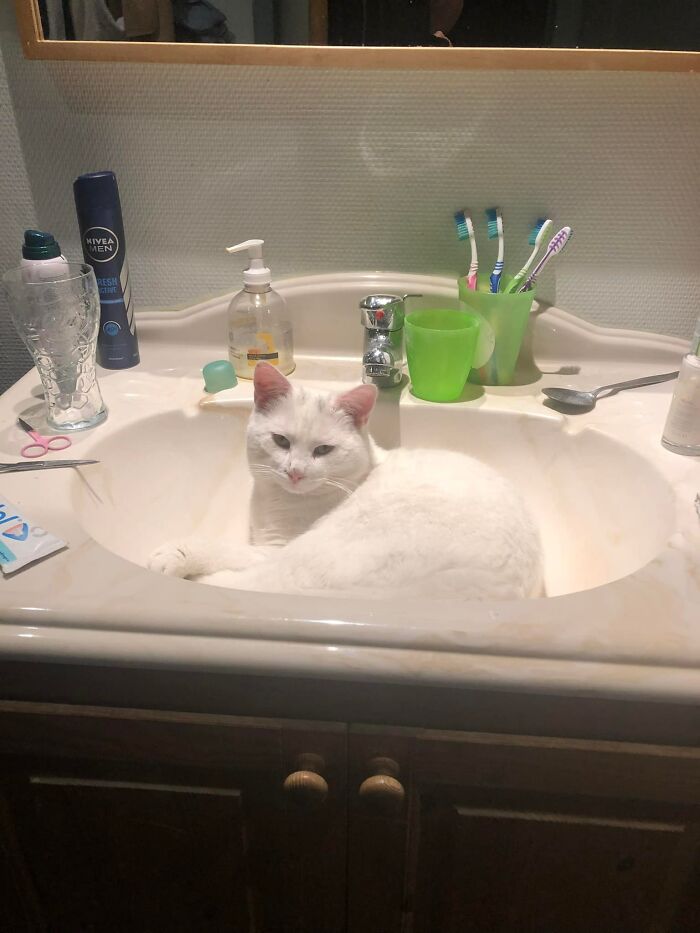 My Bathroom, Not My Cat….