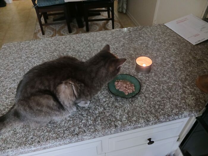 Nmc Not Only Will Only Eat On The Counter But Now She Seems To Prefer Her Meal By Candle Light