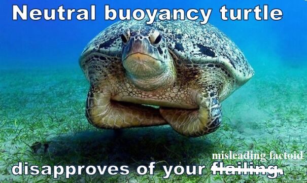 neutral-buoyancy-turtle2-625fbaf12a4e8.jpg