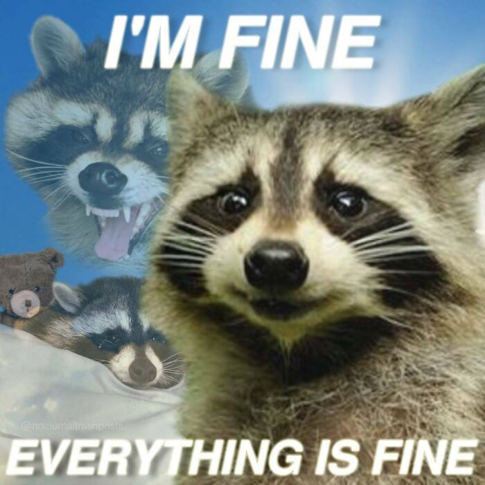 Nocturnal-Trash-Posts-Raccoon-Memes-Instagram