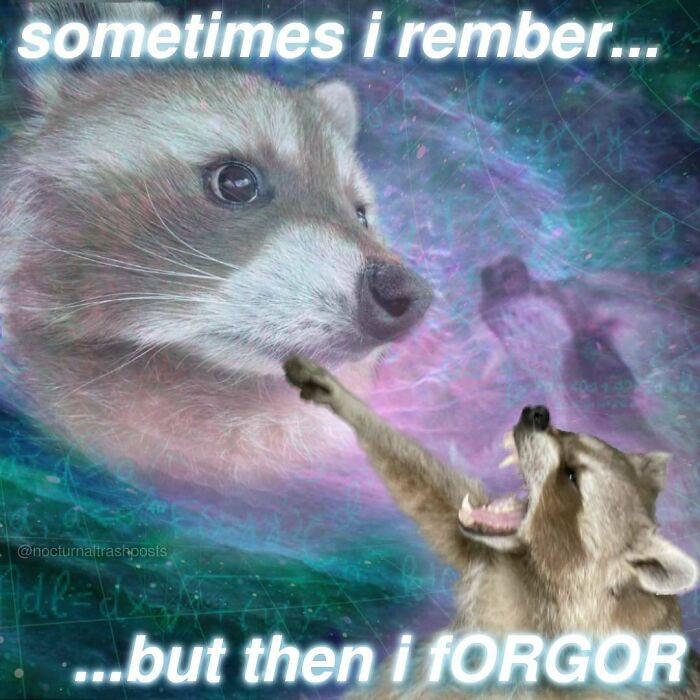 Nocturnal-Trash-Posts-Raccoon-Memes-Instagram