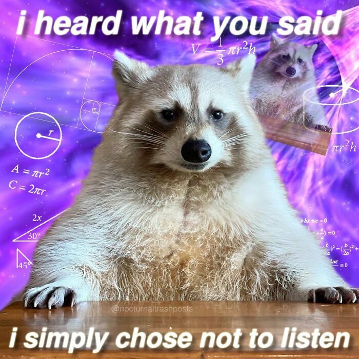 Nocturnal-Trash-Posts-Raccoon-Memes-Instagram