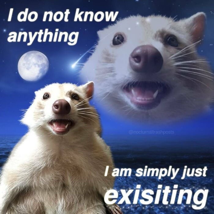 Nocturnal-Trash-Posts-Raccoon-Memes-Instagram
