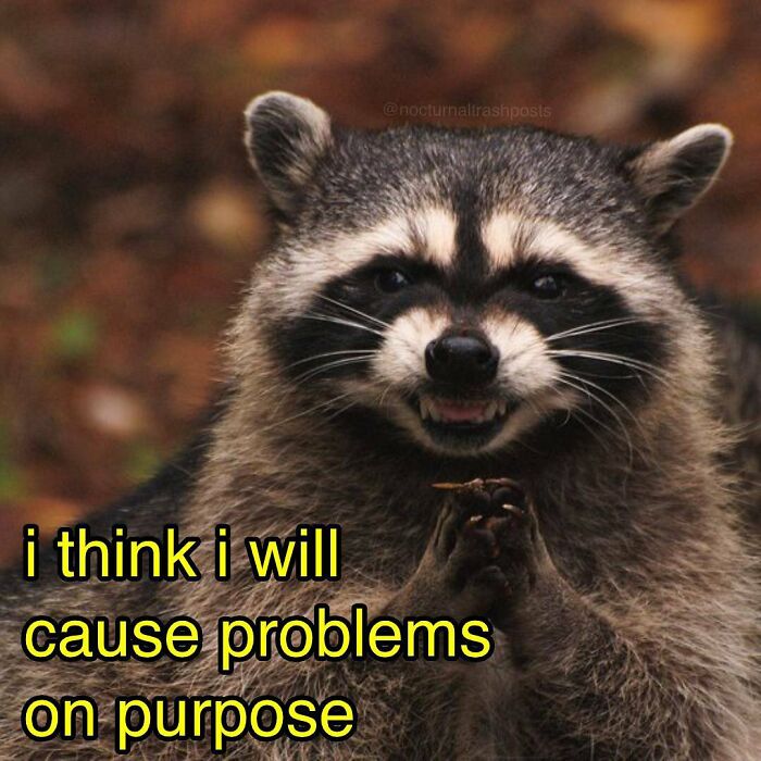 Nocturnal-Trash-Posts-Raccoon-Memes-Instagram