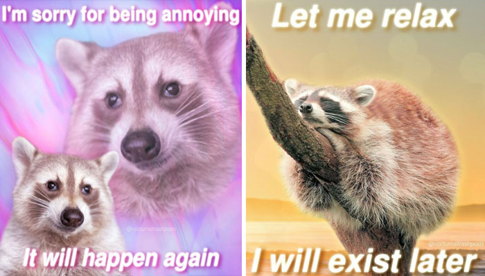 “Nocturnal Trash Posts”: 30 Of The Best Raccoon Memes This Dedicated Instagram Account Has To Offer