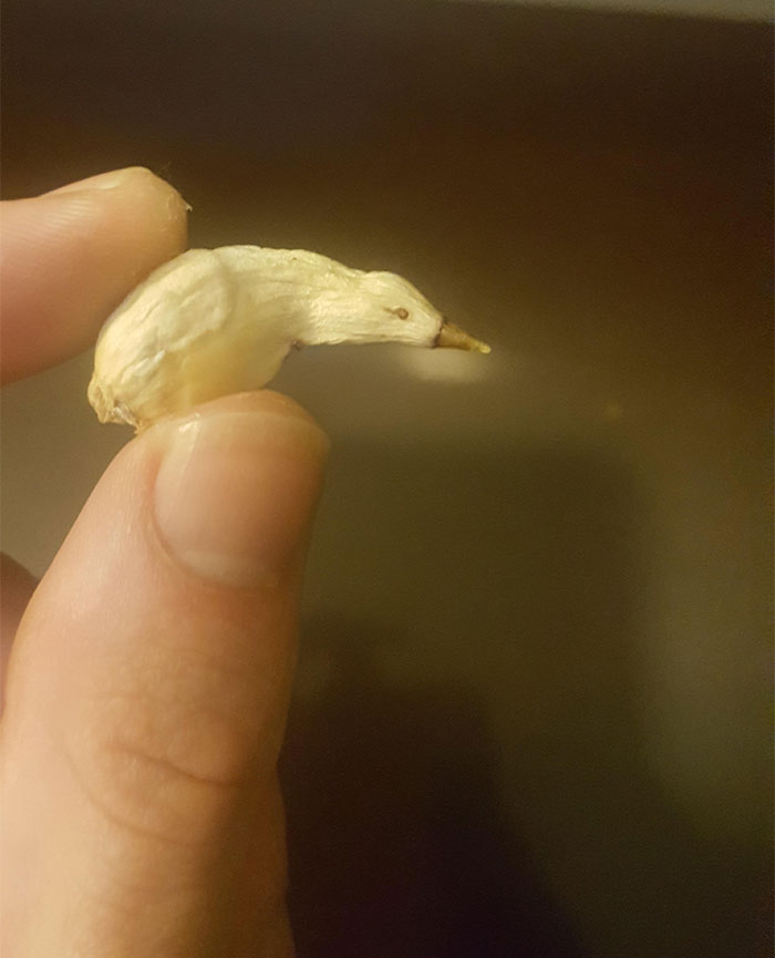 Shrivelled Garlic That Kind Of Looks Like Bird With No Legs