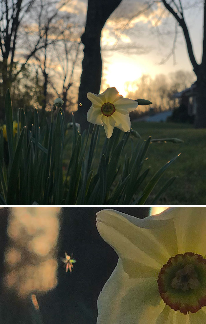 I Just Snapped This Pic And Found That I Also Captured An Accidental Tinkerbell. (The Bug Just To The Left Of The Daffodil Looks Just Like A Little Tinkerbell)