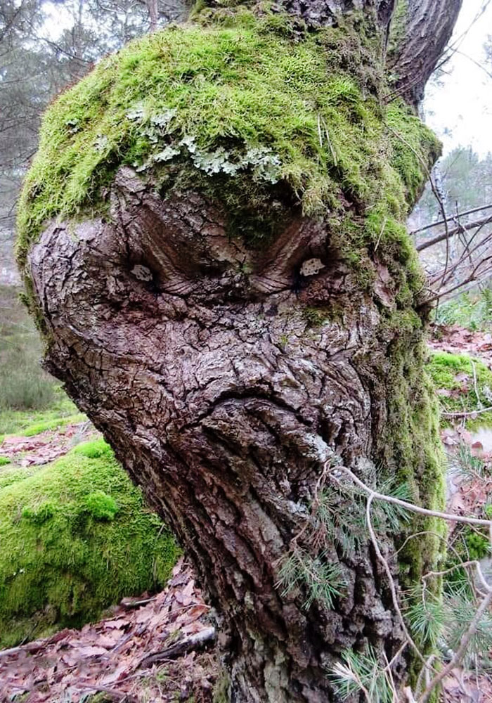 A Bit Creepy Tree