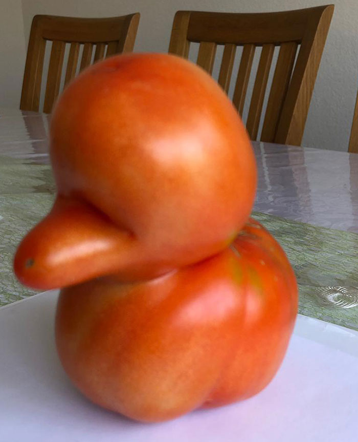 A Duck Tomato From My Mom's Garden