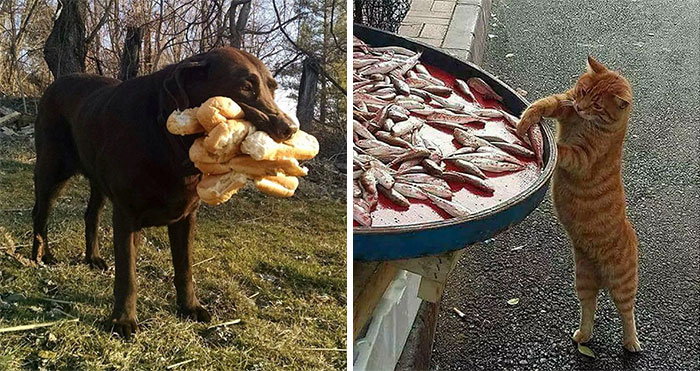 50 Hilarious Examples Of Pets Being Caught Red-Pawed When Stealing Food (New Pics)