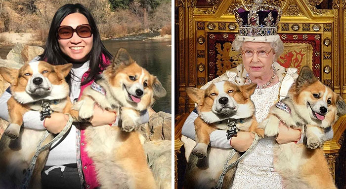 This Woman With Her Two Corgis